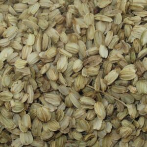 Angelica seed