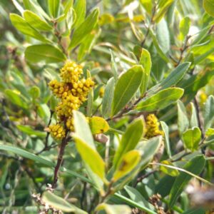 Bog Myrtle
