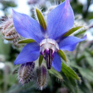 Borage