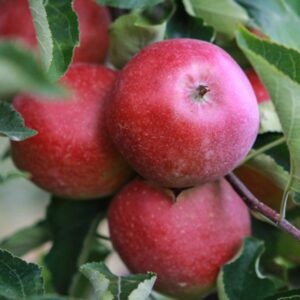 Coul Blush Apple