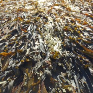Kelp