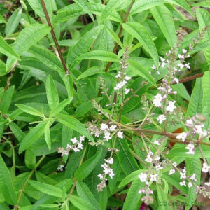 Lemon Verbena