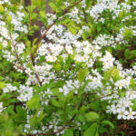 Meadowsweet Gin Botanical