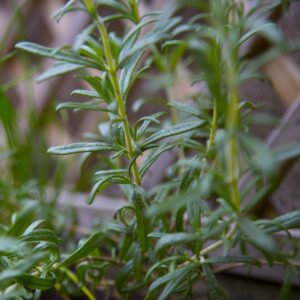 Rosemary