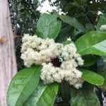 Photo of Allspice by Christian Blue