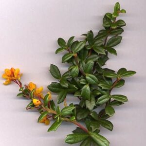 Barberry