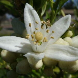 Orange blossom