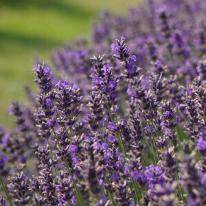 Culinary Lavender