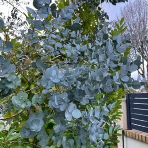 Eucalyptus
