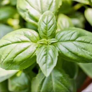 Basil