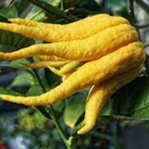 Buddha’s hand