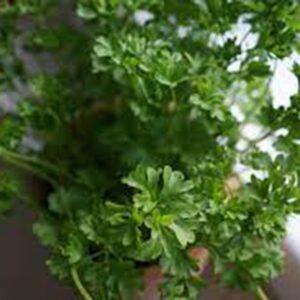 Chervil