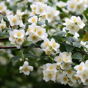 Jasmine