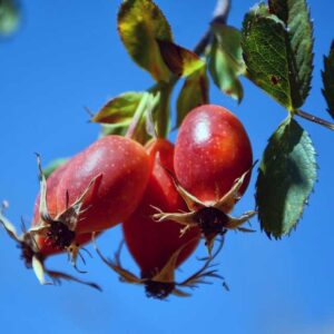 Rosehip