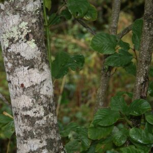 Cascarilla bark