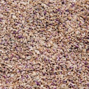 Ajwain