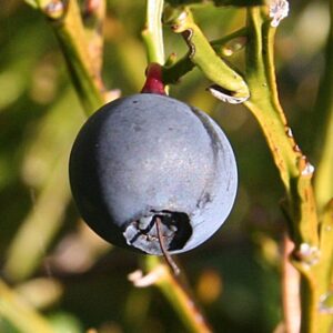 Blaeberry