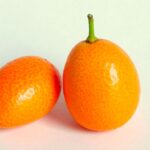 A Kumquat - Loadmaster (David R. Tribble)This image was made by Loadmaster (David R. Tribble)Email the author: David R. TribbleAlso see my personal gallery at Google Photos, CC BY-SA 3.0 , via Wikimedia Commons