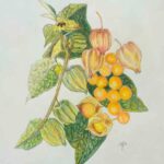 Peruvian Groundcherry as drawn by Karena James from London to Lima Gin