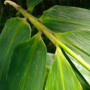 Bamboo Leaves
