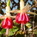 Fuschia Flowers - credit Author Gold Bernard