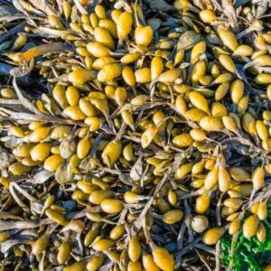 Bladderwrack