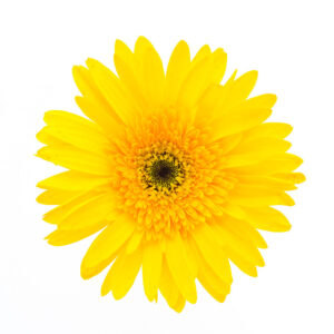 Calendula
