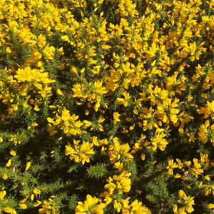 Gorse Flower