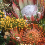 Fynbos a South African botanical used in gin production