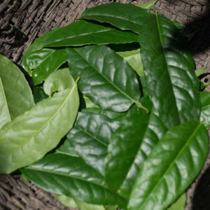 Guayusa